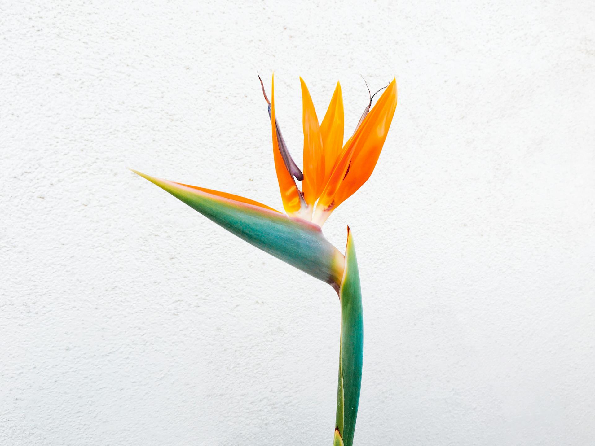 Bird of Paradise